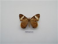 藏品(尺蛾211)的圖片